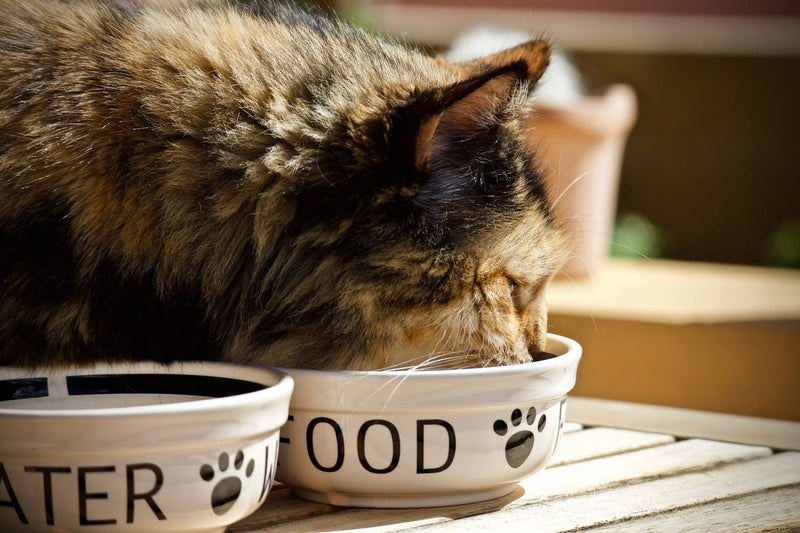 5 Best Bowls and Feeders for Your Cat