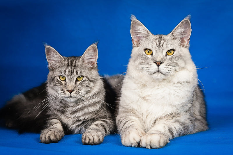 Something About Cat Breeds. Maine Coon Cats