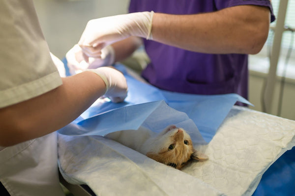 When to Call the Vet for Your Cat